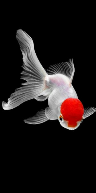 A gold fish with a bright red head and flowing white fins swimming on a black background