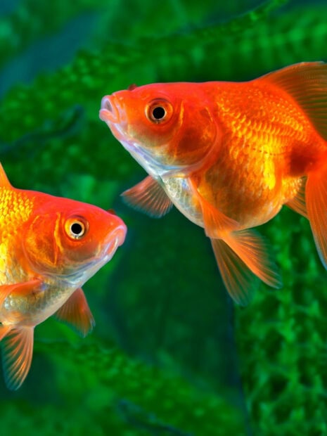 Two gold fish swimming close together in green water with detailed scales