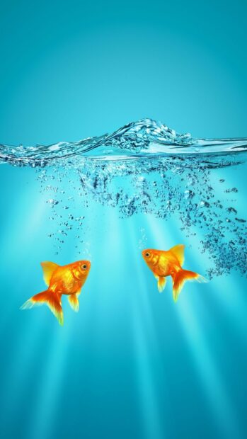 Two gold fish swimming in clear water with bubbles and light rays