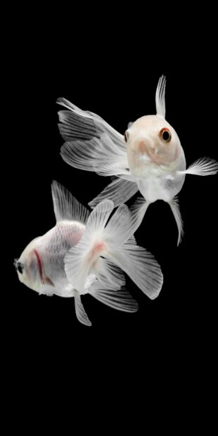 Two white gold fish swimming with long flowing fins on a black background