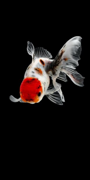 A gold fish with red and white colors swimming against a black background