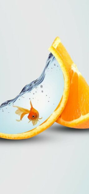 A gold fish swimming inside a water filled orange slice with bubbles visible