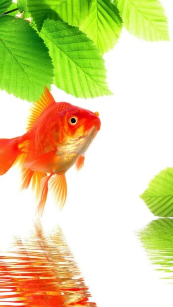 A vibrant gold fish swimming near green leaves reflected in water