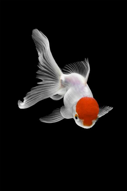 A white gold fish with a red head swimming against a black background
