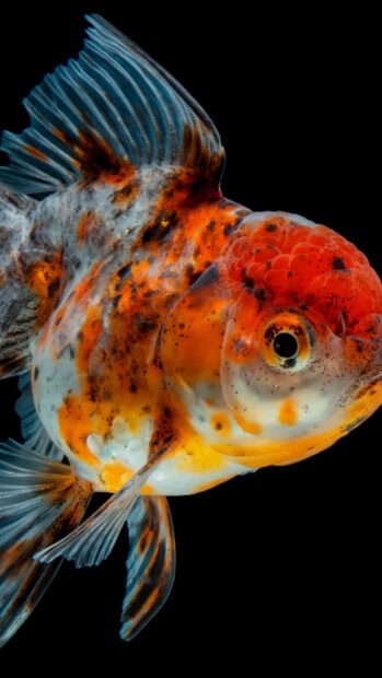 Close up of a colorful gold fish swimming against a black background