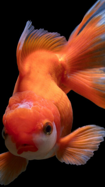 Close up of a gold fish swimming against a black background