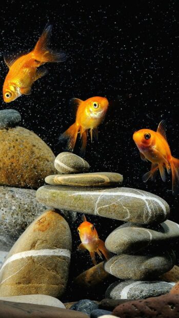 Four gold fish swimming around balanced stones in clear water with bubbles