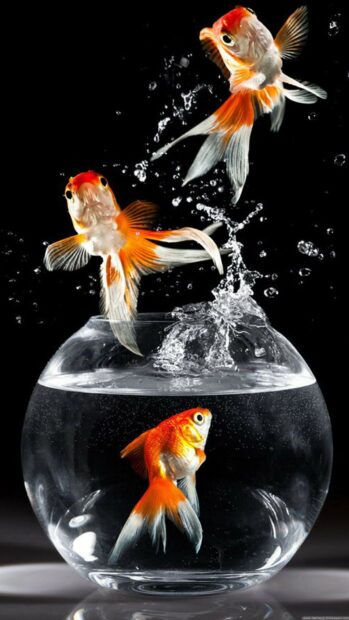 Two gold fish jumping out of a bowl with one gold fish swimming inside