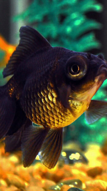 A close up of a gold fish with detailed scales swimming in an aquarium environment