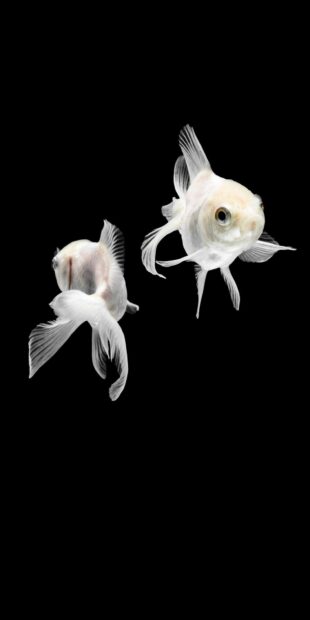 Two gold fish swimming with graceful fins on a black background