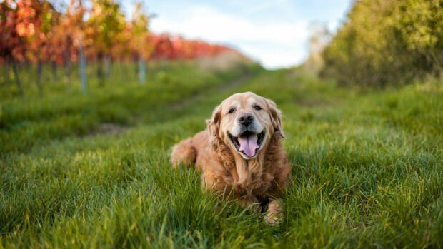 A happy golden retriever lying on green grass in a countryside field during autumn