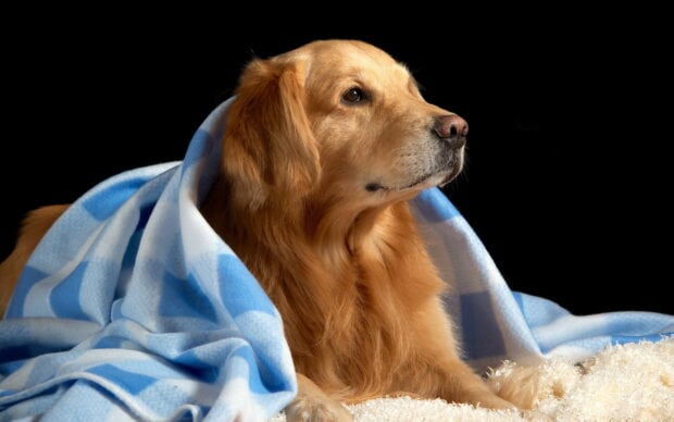 A golden retriever wrapped in a blue and white blanket looking to the side on a black background