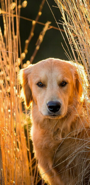 A golden retriever standing among tall dry grass in natural sunlight