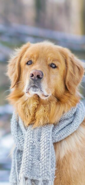 A Golden Retriever wearing a gray knitted scarf looking attentively