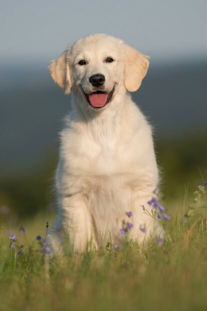 A happy golden retriever sitting in a field of grass and purple flowers