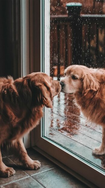A golden retriever looking at its reflection through a rainy window with the golden retriever visible outside