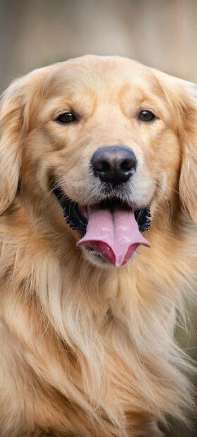 Close up of a happy Golden Retriever with its tongue out in a natural setting