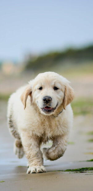 Golden retriever puppy walking on the beach with sandy nose and wet fur