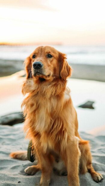Golden Retriever sitting on the beach during sunset with long golden fur