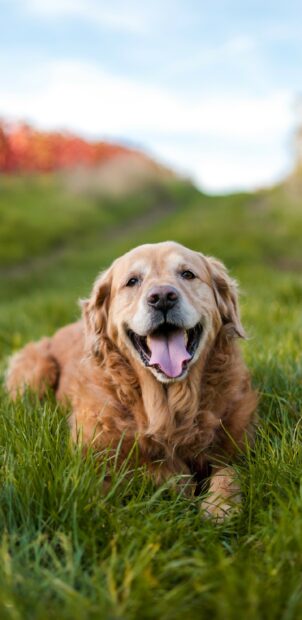 Happy Golden Retriever lying on green grass in the park