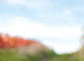 Happy Golden Retriever lying on green grass in the park