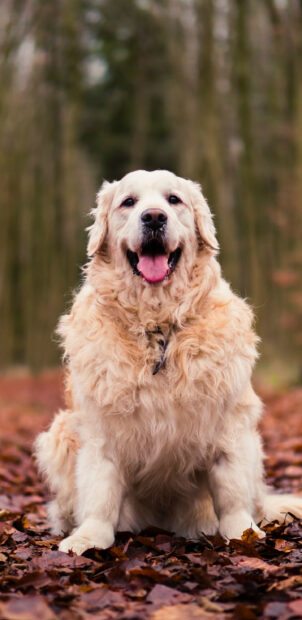 Friendly Golden Retriever sitting on fallen leaves in the forest