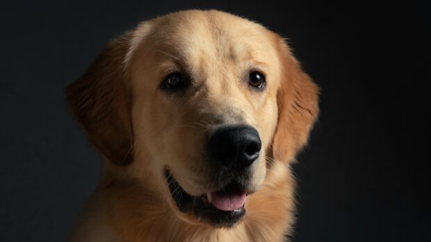 Close up of a golden retriever with a happy expression in a dark setting