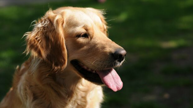 Close up of a happy golden retriever with its tongue out in natural light