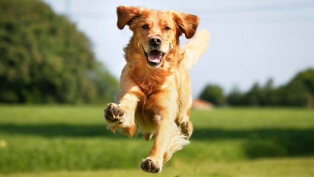 A joyful Golden Retriever running energetically across a green field with clear skies