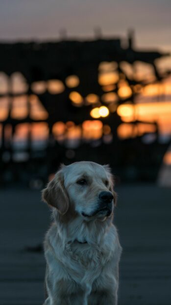 A golden retriever sitting calmly at sunset with a blurred background of lights and structures