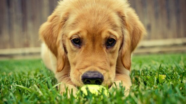 A Golden Retriever puppy lying on grass with a tennis ball in front of its nose