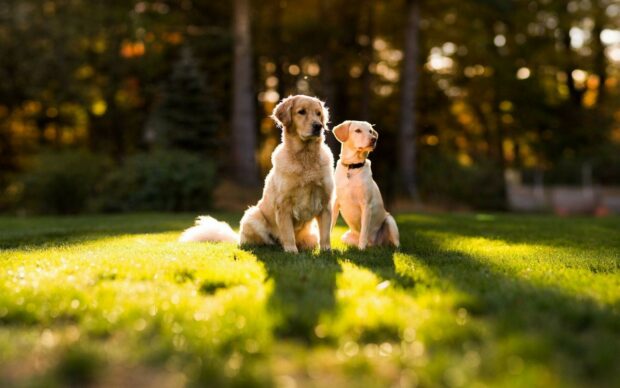 Two golden retriever dogs sitting on sunlit grass in a forest background