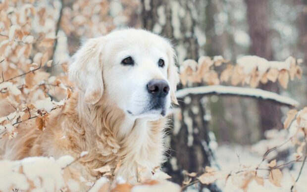 A golden retriever resting in a snowy forest surrounded by dry leaves
