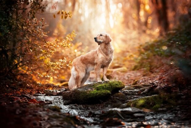 A golden retriever standing on a mossy rock in a forest stream during autumn sunlight