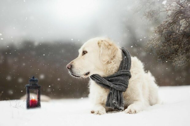 A golden retriever wearing a gray scarf lying on snow near a lantern with a lit candle