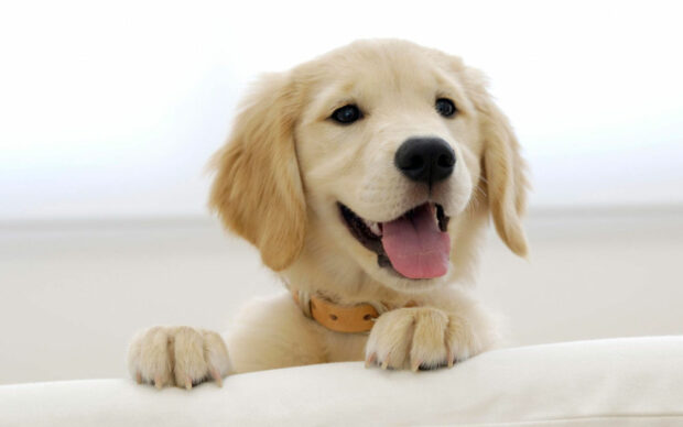 A happy golden retriever puppy with a collar leaning on a white surface and looking joyful