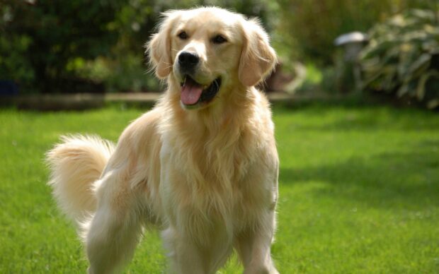 A happy golden retriever standing on green grass in a sunny garden