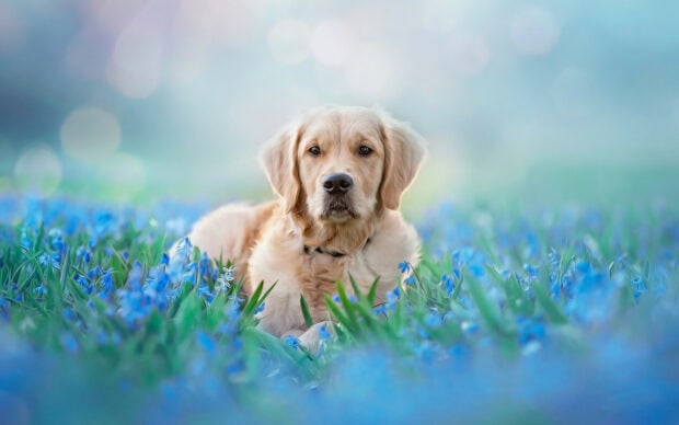 A golden retriever lying calmly in a field of blue flowers surrounded by soft natural light
