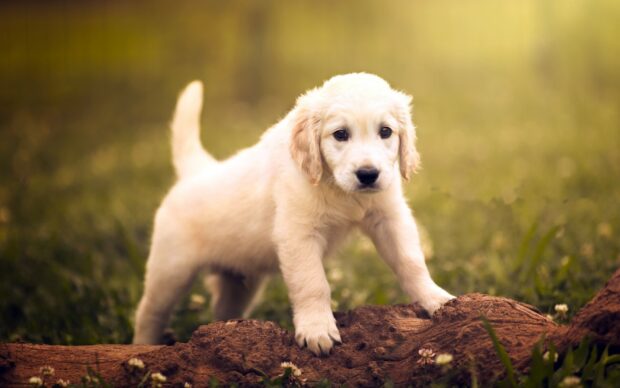 Cute golden retriever puppy exploring nature on a sunny day