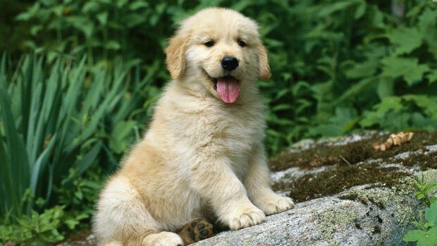 Golden retriever puppy sitting on a rock with green foliage in the background