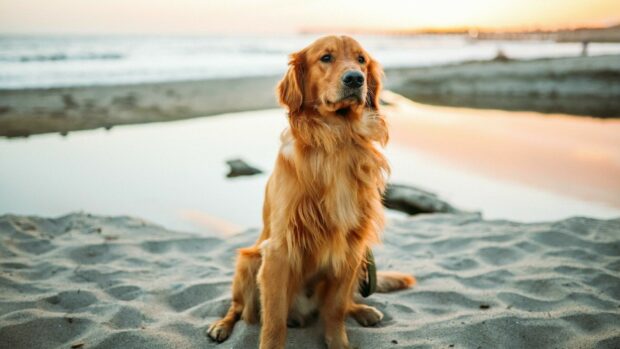 Golden Retriever sitting on sandy beach with a calm sea in the background
