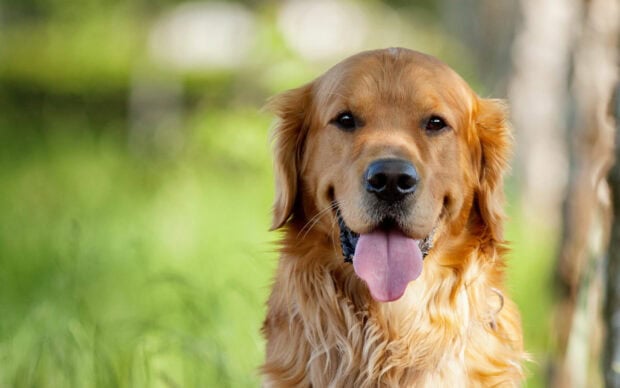 A happy Golden Retriever with its tongue out in a green outdoor setting