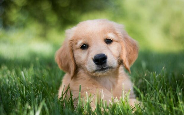 Cute golden retriever puppy resting on green grass in a sunny garden