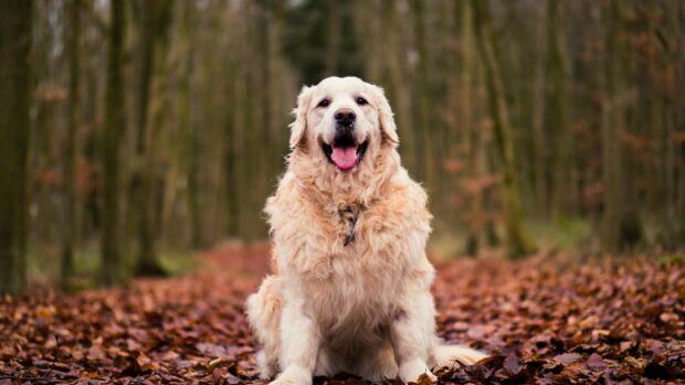 Happy Golden Retriever sitting on autumn leaves in the forest