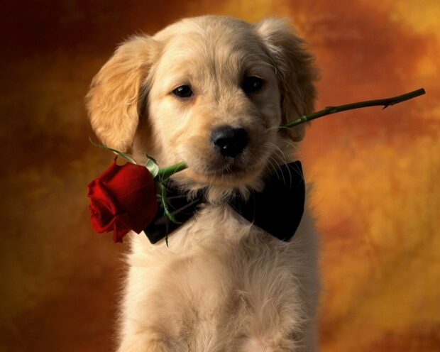 A golden retriever puppy holding a red rose in its mouth wearing a black bow tie