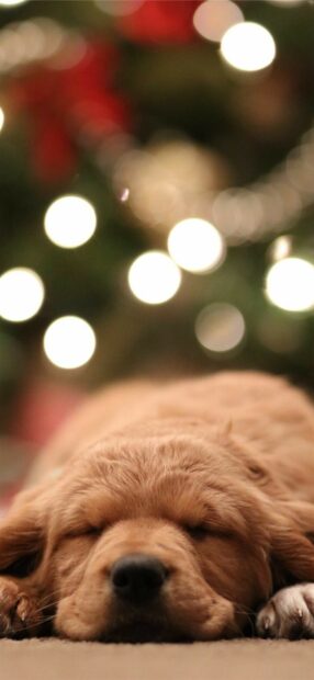 A sleeping golden retriever puppy resting peacefully on the floor