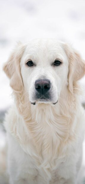 Close up of a calm golden retriever looking attentively in the snow