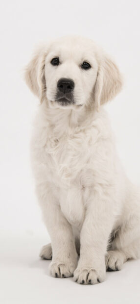 Cute golden retriever puppy sitting peacefully on white background