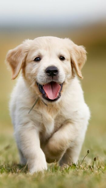 A happy golden retriever puppy running on the grass in a natural outdoor setting
