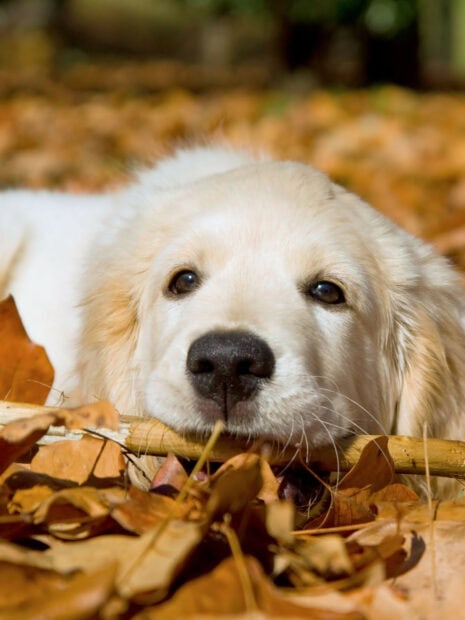 A golden retriever puppy lying among autumn leaves chewing a stick
